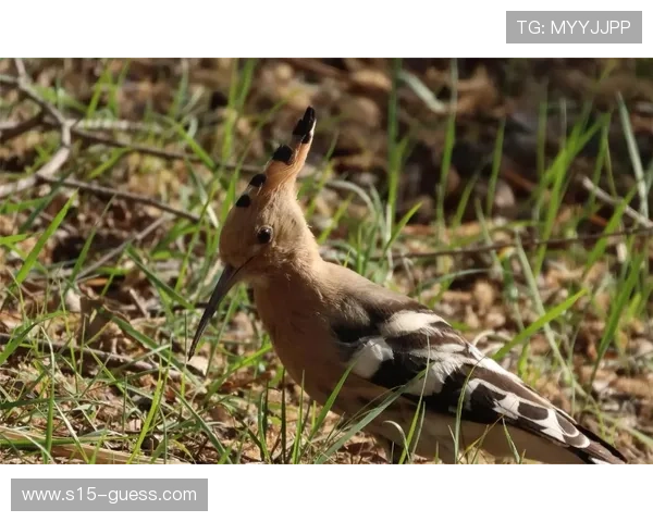 直播镜头捕捉云南野生动物,赛事与自然共存